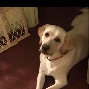 Meet your Posher, Gary